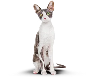 Кот после изменений.