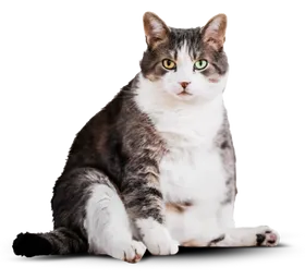 Кот до изменений.